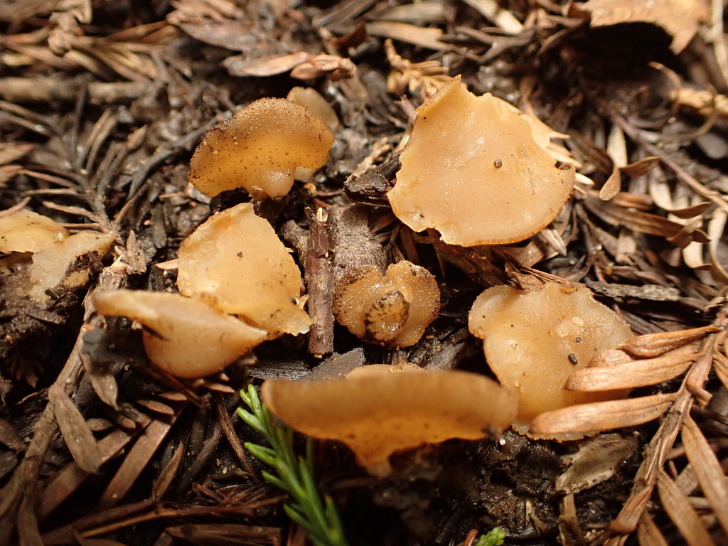 Peziza sp. 'OR01'