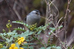 Conirostrum cinereum
