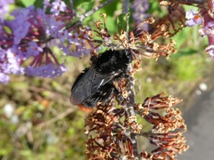 Bombus lapidarius