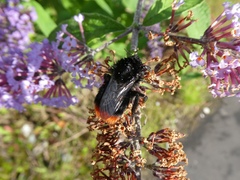 Bombus lapidarius