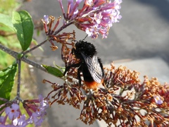 Bombus lapidarius