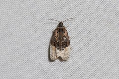 Apotomis betuletana