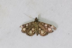 Anania coronata