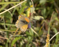 Lycaena phlaeas feildeni