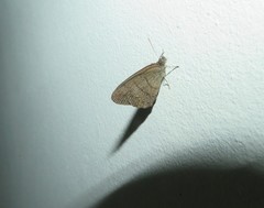 Hermeuptychia gisella