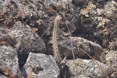 Corryocactus erectus