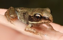 Lithobates sylvaticus image