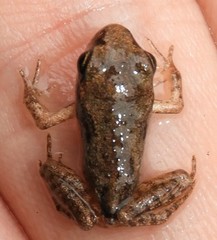 Lithobates sylvaticus image