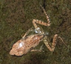 Lithobates sylvaticus image