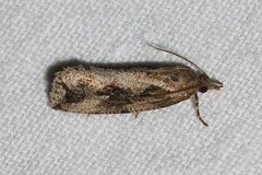 Endothenia quadrimaculana