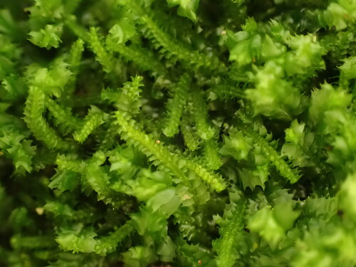 Lamellocolea granditexta