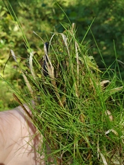 Agrostis canina