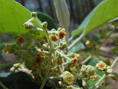 Buddleia cordata cordata