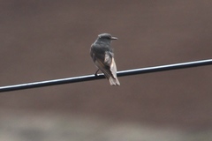 Muscisaxicola griseus