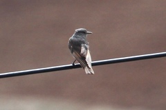 Muscisaxicola griseus