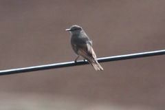Muscisaxicola griseus
