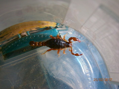 Bothriurus bonariensis
