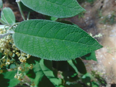 Buddleia cordata cordata