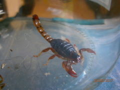 Bothriurus bonariensis