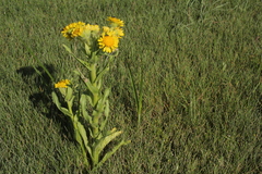 Tephroseris palustris