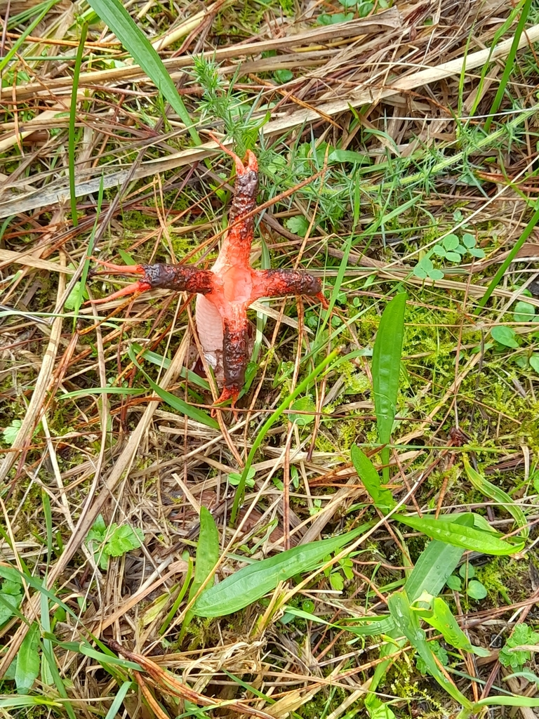 Clathrus archeri · April 2025 · photo: © mphnz (iNaturalist, cc0)