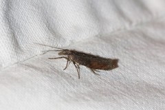 Ypsolopha horridella