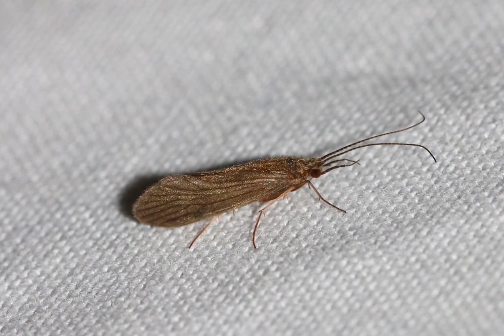 Small Red Sedge, photo 1 of 10