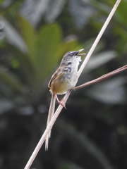 Prinia superciliaris
