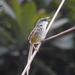 Prinia - Photo (c) Mike,  זכויות יוצרים חלקיות (CC BY-NC), uploaded by Mike