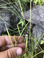 Carex arcta