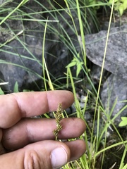Carex arcta