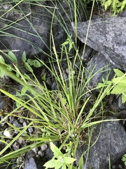 Carex arcta