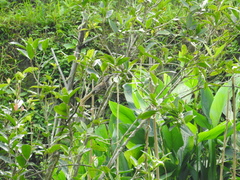 Pterorhinus lanceolatus