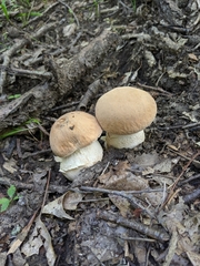 Boletus atkinsonii