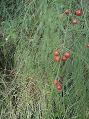 Asparagus tenuifolius