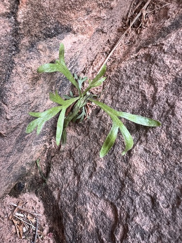 Zion chickensage (Artemisia ruthiae)