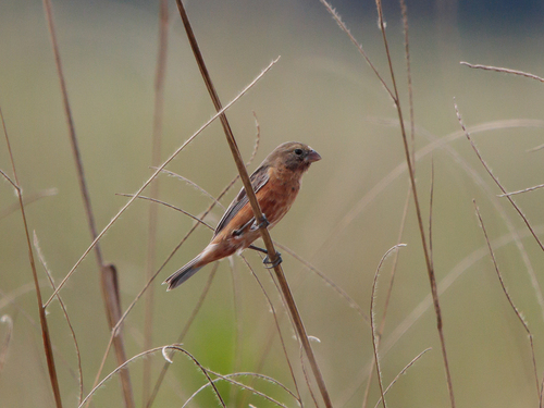 Dark-throated Seedeater