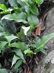 Neocheiropteris ovata