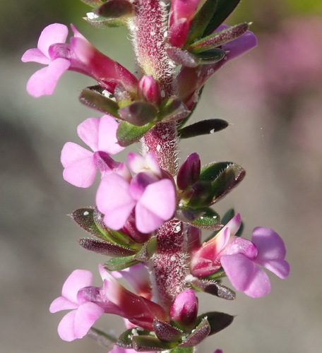 Image of Muraltia saturejoides by (c) Nicola van Berkel, some rights reserved (CC BY-SA)