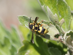 Euodynerus variegatus