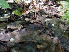Marasmius epiphyllus
