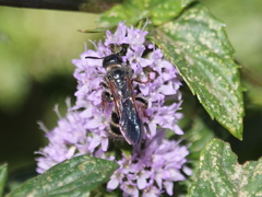 Colpa quinquecincta