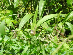 Prinia superciliaris