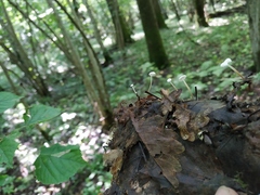 Marasmius epiphyllus