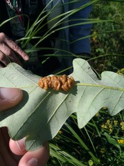 Andricus nigricens