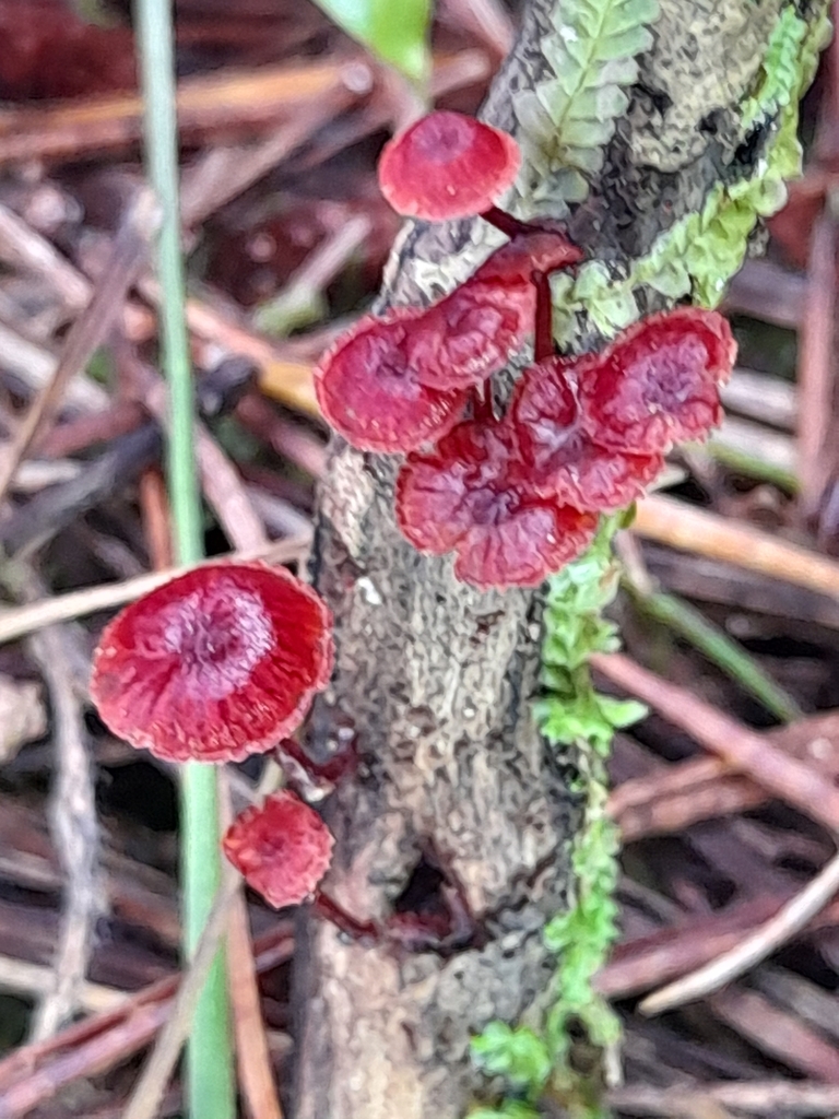 Cruentomycena viscidocruenta · April 2025 · photo: © mphnz (iNaturalist, cc0)