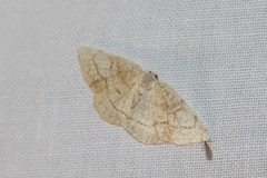 Stegania trimaculata