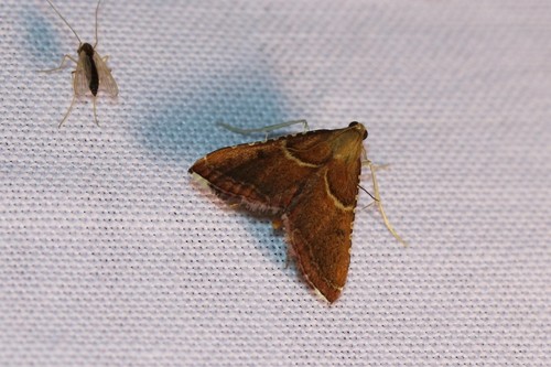 Rosy Tabby, 5855 Well, Nederland, photo 10 of 10