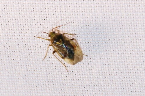 European Tarnished Plant Bug, 5855 Well, Nederland, photo 7 of 10