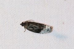 Apotomis betuletana